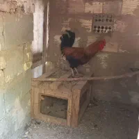خروس ومرغ محلی