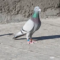 کبوتر‌دوبر‌ماده‌عراق