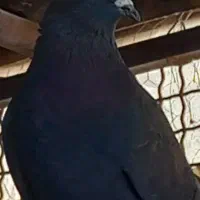 پرنده