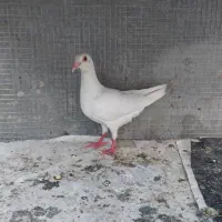 کبوتر