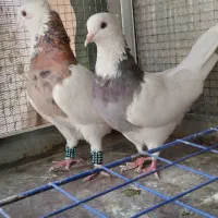 طوقی واکسی سیاه  ،زرد ،سرخ ،هفت رنگ