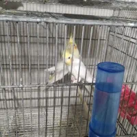 تعدادی پرنده خورموج