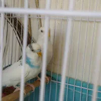مرغ عشق جفت