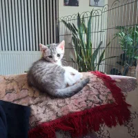 گربه بریتیش سیلور