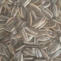 تخمه گل افتاب کرمانشاه