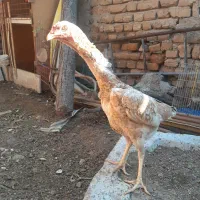 مرغ اوشامو