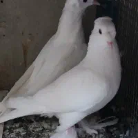 کبوتر راعبی دو کاکل سفید جوانه