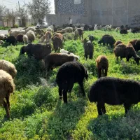 شیر گوسفندی