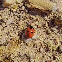 این کد ورود رو بزن ۱۰ میلی گرم طلا ببر از میلی گلد