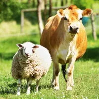 سلاخی و قصاب ذبح گوساله فقط گوساله ،در اسرع وقت