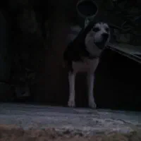 سگ هاسکی