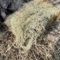 علف پرس خوش خوراک