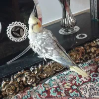 عروس زیبا و تپلی