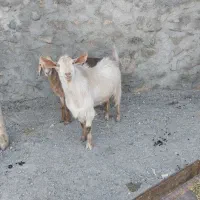 چبوش سانن