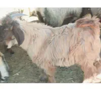یه عدد کهره نر چاق