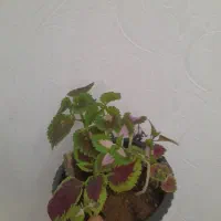 حسن یوسف در چند نژاد فقط 55تومن