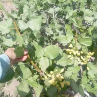 خدمات سم پاشی باهم زن باتانکر 2000لیتری