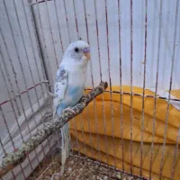 مرغ عشق . ابی
