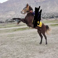 نریان|اسب و تجهیزات اسب‌سواری|جره و بالاده, |دیوار