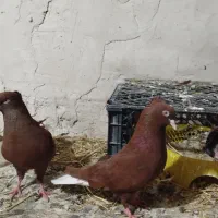 کفتر رنگه معاوضه با قناری