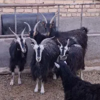 بزرش خلج ،میش،بره