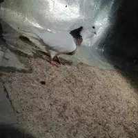 جفت پرنده