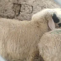 بره|حیوانات مزرعه|سیرجان, |دیوار