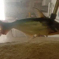 ماهی پنکوسی گیاه خوار