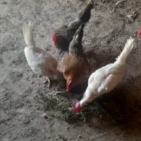 فروش مرغ تخم گزار