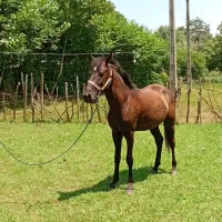 اسب|اسب و تجهیزات اسب‌سواری|شاندرمن, |دیوار