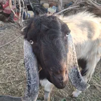 نر بز پاکستانی