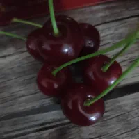 آلبالو و گیلاس مجار