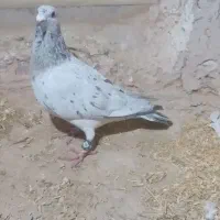 طوقی|پرنده|شیروان (خراسان), |دیوار