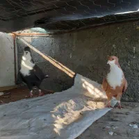 کبوتر ریش زرد دم سفید پلنگ