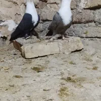 کفتر کلاغ سیاه