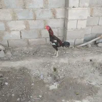 خروس فروشی معاوضه با کبوتر مسافتی