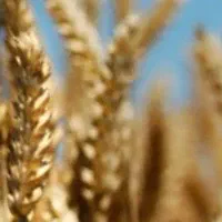 گندوم ارگانیک صادراتی بذری
