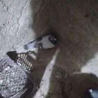 کبوتر