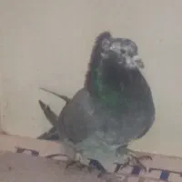 شاژده کاشان