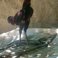 تخم لاری و برهما
