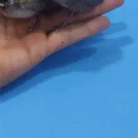 جوجه دستی جم