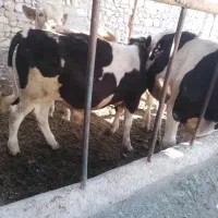 فروش گوساله سمینتال و هلشتاین نر