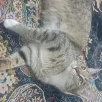 واگزاری گربه ماده رایگان