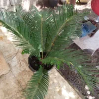 گیاه سیکاس