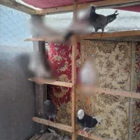 کبوتر تکپر