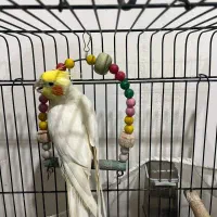 بلوار فرودگاه شهرک عسگریه