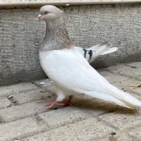 کفتر
