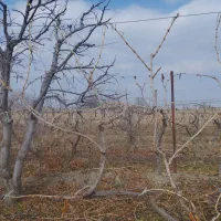 هرس کاری بالو