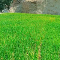 کاه دیم