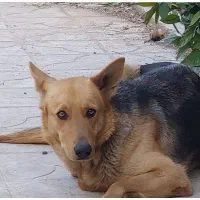 گمشده|حیوانات|شیراز, شهرک صدا و سیما|دیوار